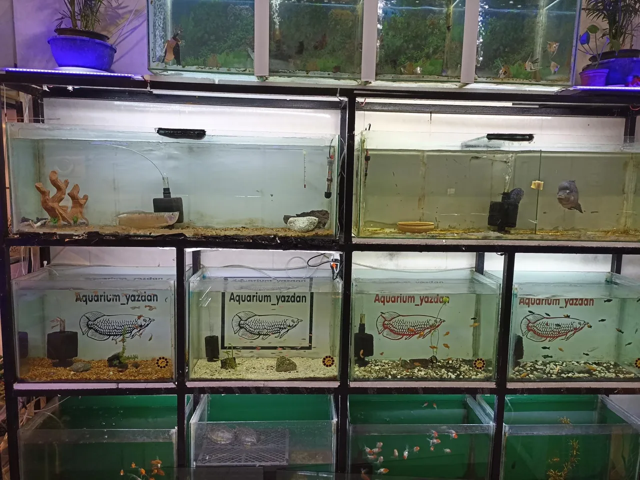 آکواریوم مطهر - تصویر 3