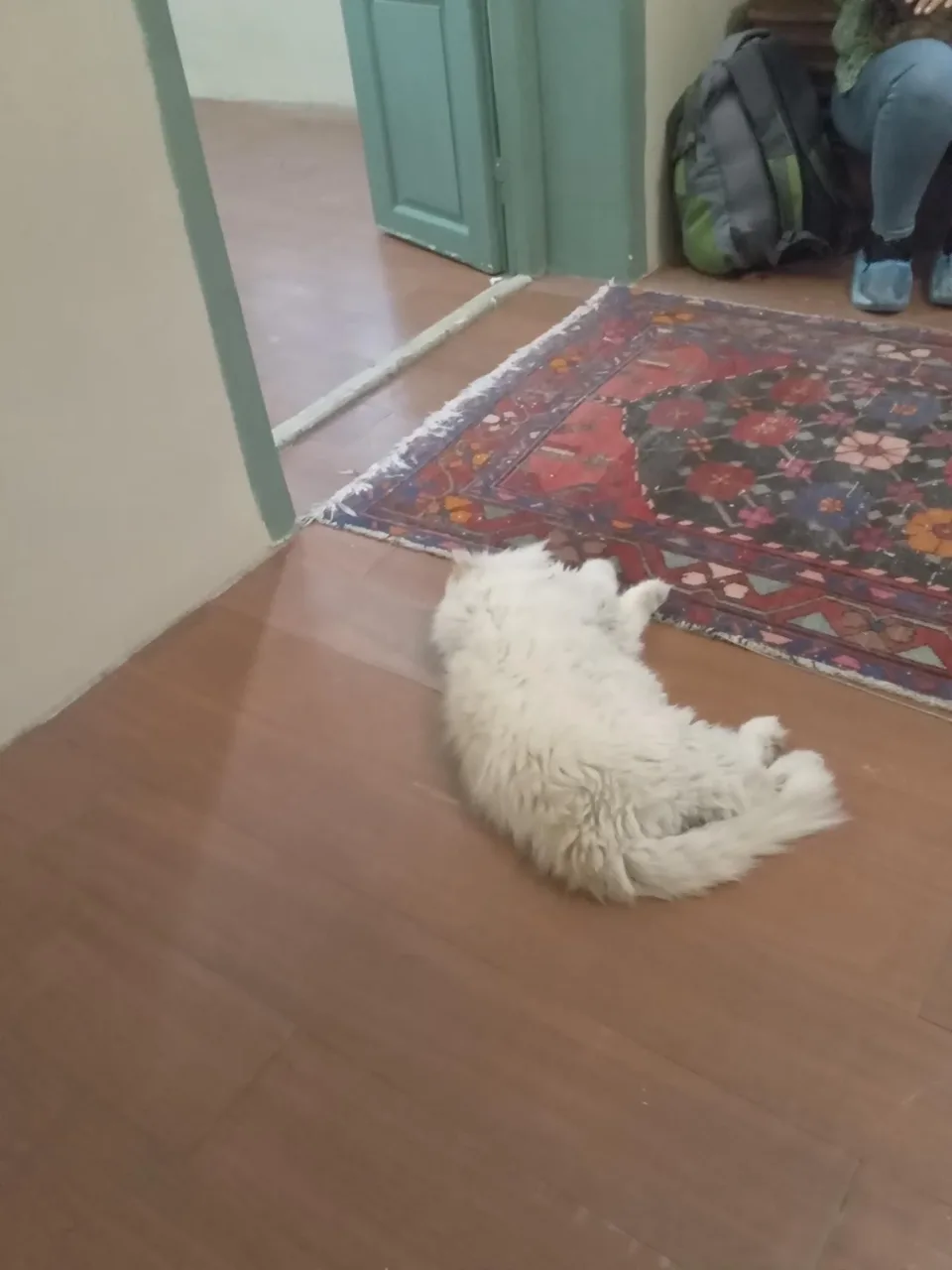کافه موزه گربه ایرانی - تصویر 3
