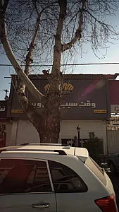 وقت سیب زمینی و برگر