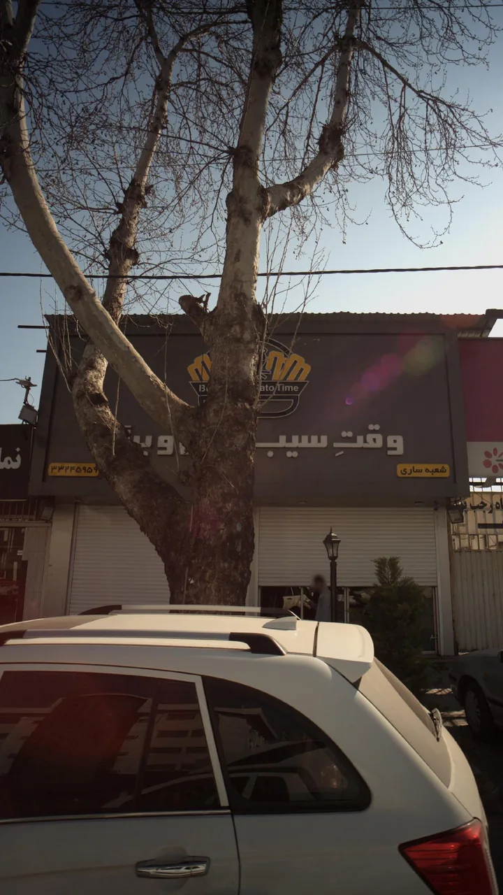 وقت سیب زمینی و برگر