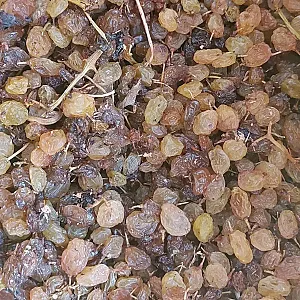 کشمش افتابی وخشکبار علیزاده