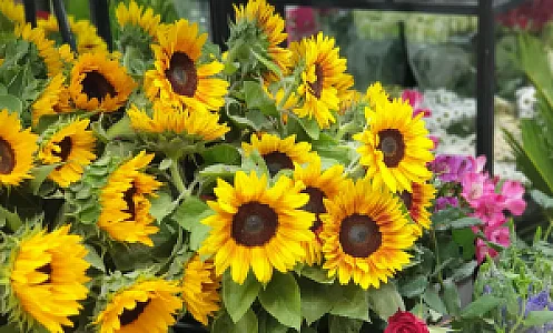 گل فروشی مندوزا