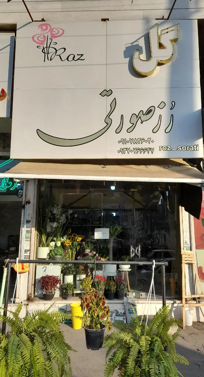 رز صورتی