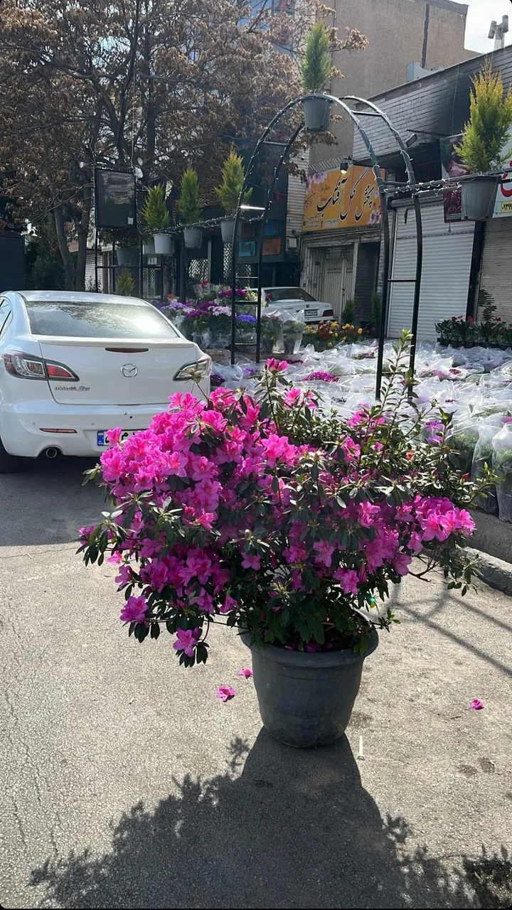 پخش گل آفتاب - تصویر 3
