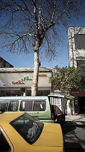 گیاهان دارویی اسلام و سلامت