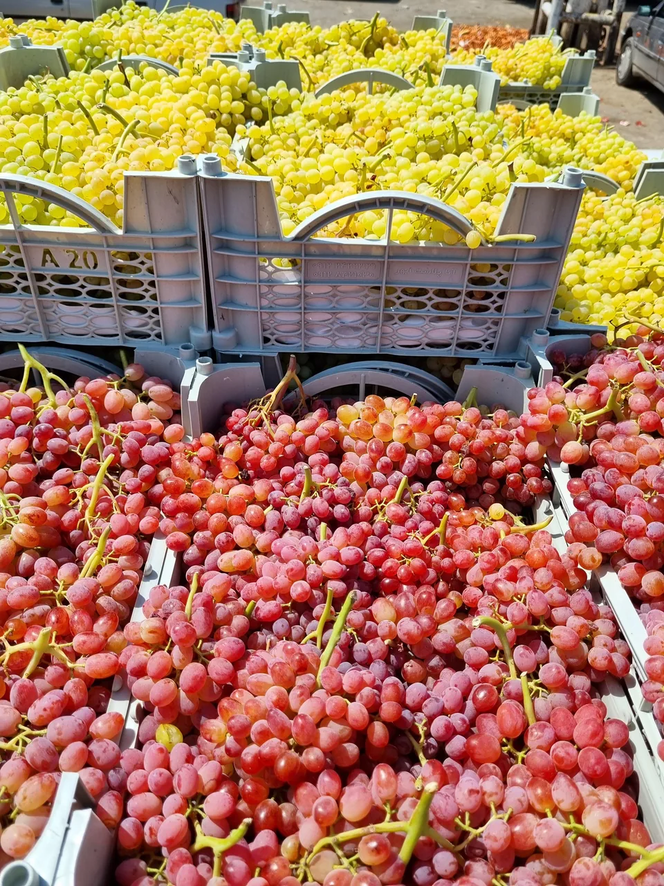 بارفروشی یاران
