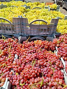 بارفروشی یاران