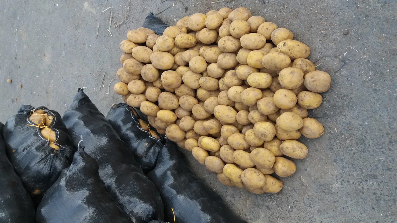 بارفروشی سجاد خسروی