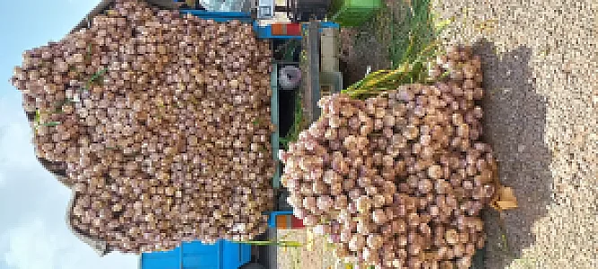 سوپر میوه اکبری