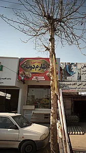 غذا خوری طارم دونه