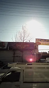 غذا خوری زیتون