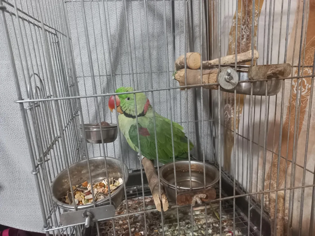 کلینیک دامپزشکی و پت شاپ پیچا - تصویر 2