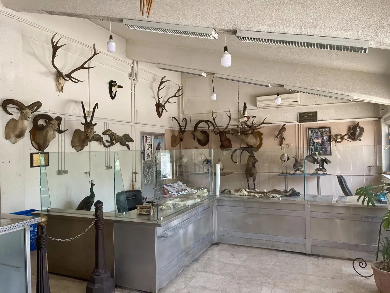 نمایشگاه تاکسیدرمی - تصویر 3