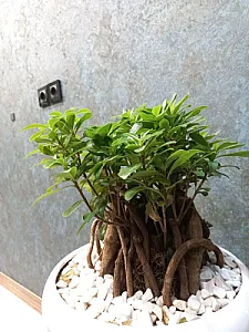 سکه و طلای دریای زرین