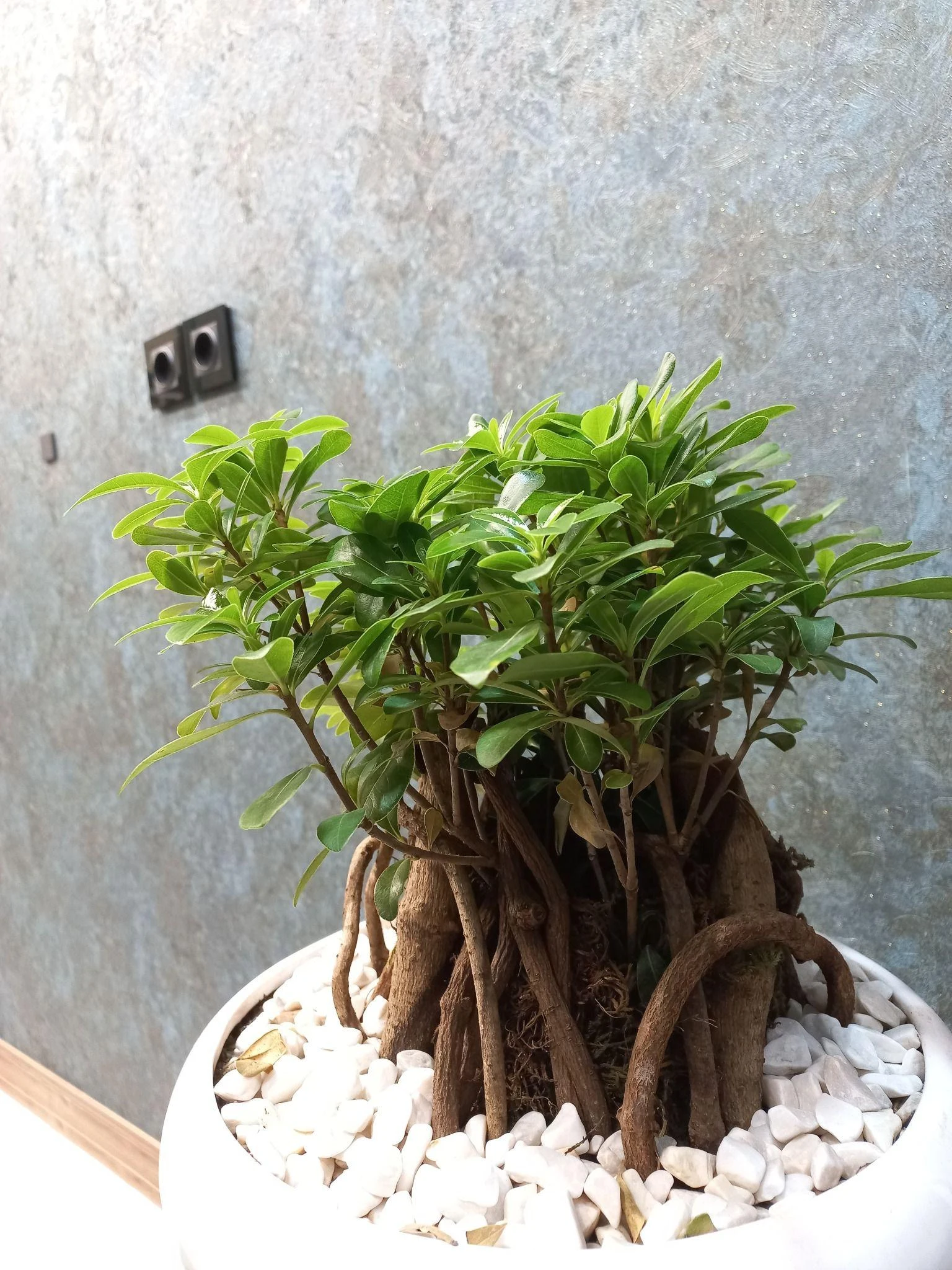 سکه و طلای دریای زرین