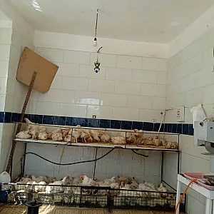 مرغ فروشی برادران کمالی