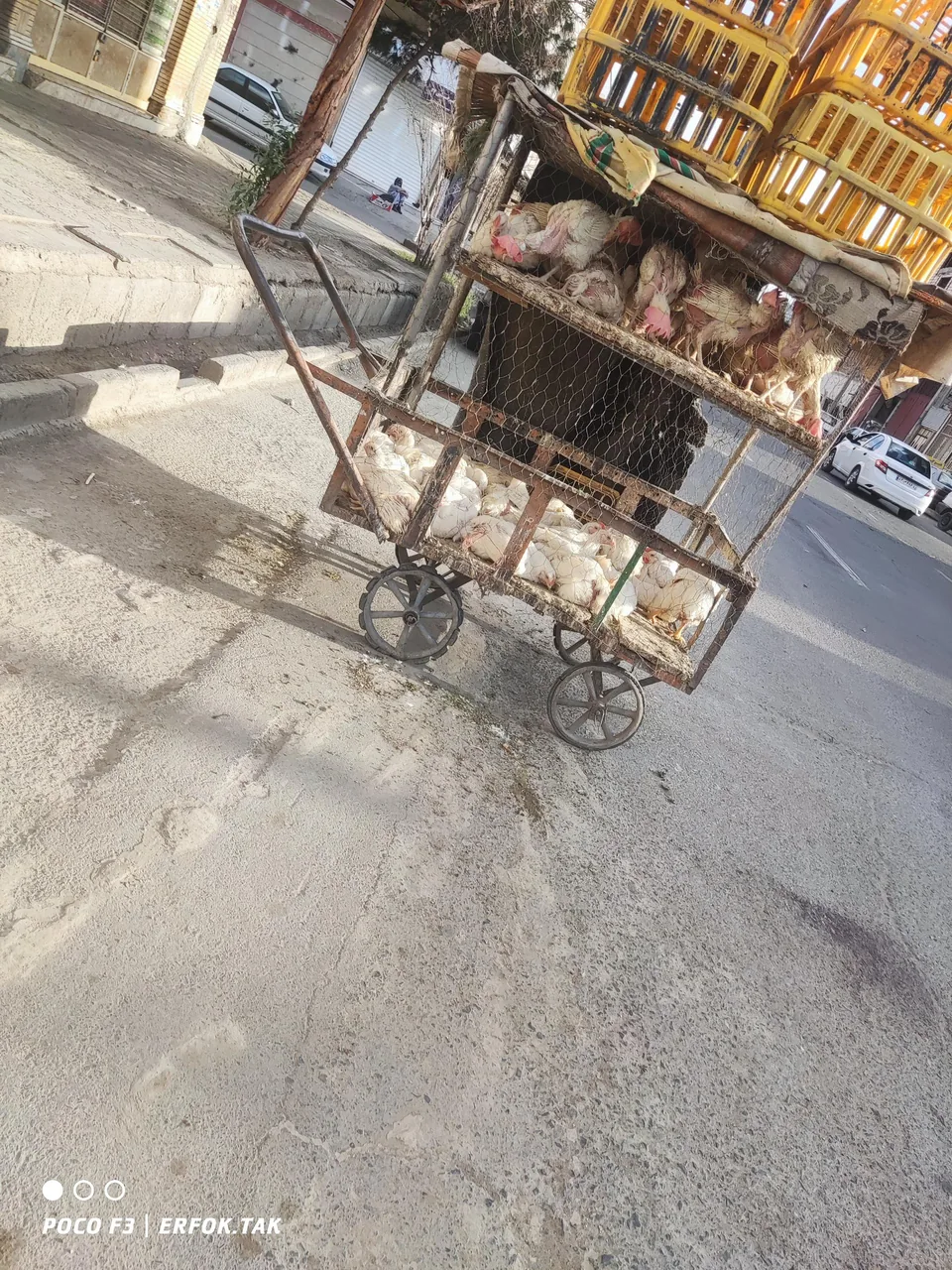 مرغ فروشی بهرامی - تصویر 2