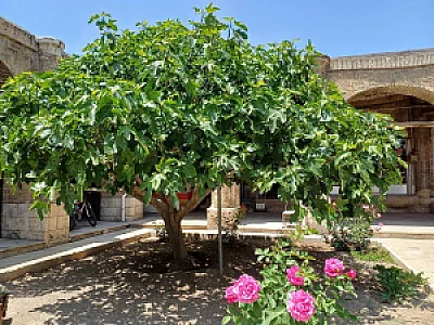 گلنان فردوسی