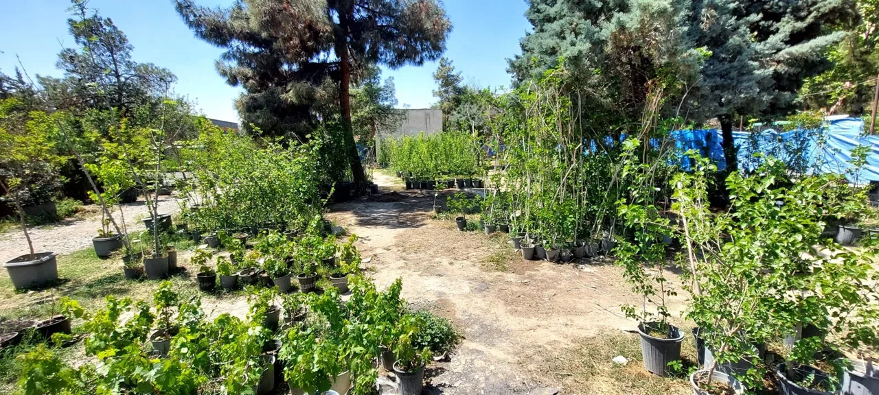 بازار گل و گیاه فکوری - گل‌فروشی در تهران - تصویر 4