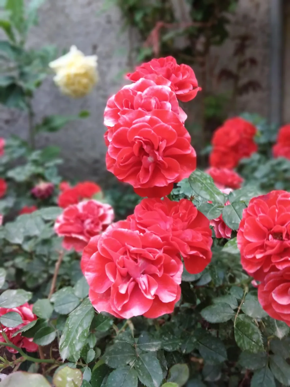 گل فروشی نگارسازان - تصویر 3