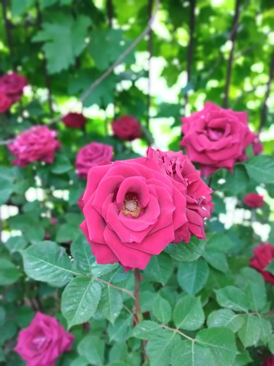 گل فروشی نگارسازان - تصویر 4