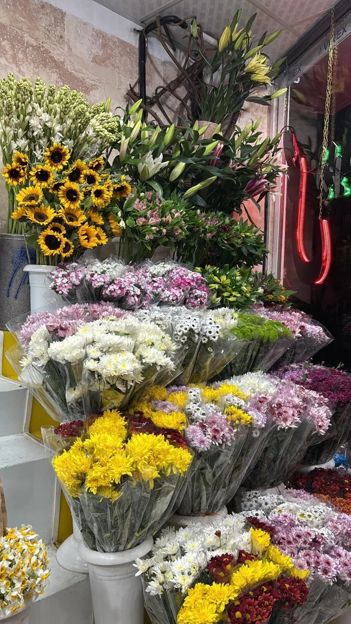گل نیلوفر آبی - تصویر 5