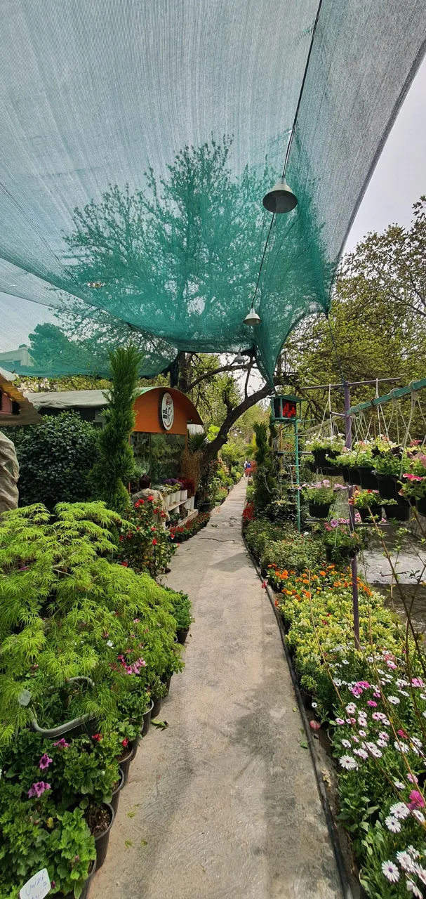 مجموعه گل و گیاه نادی - تصویر 4