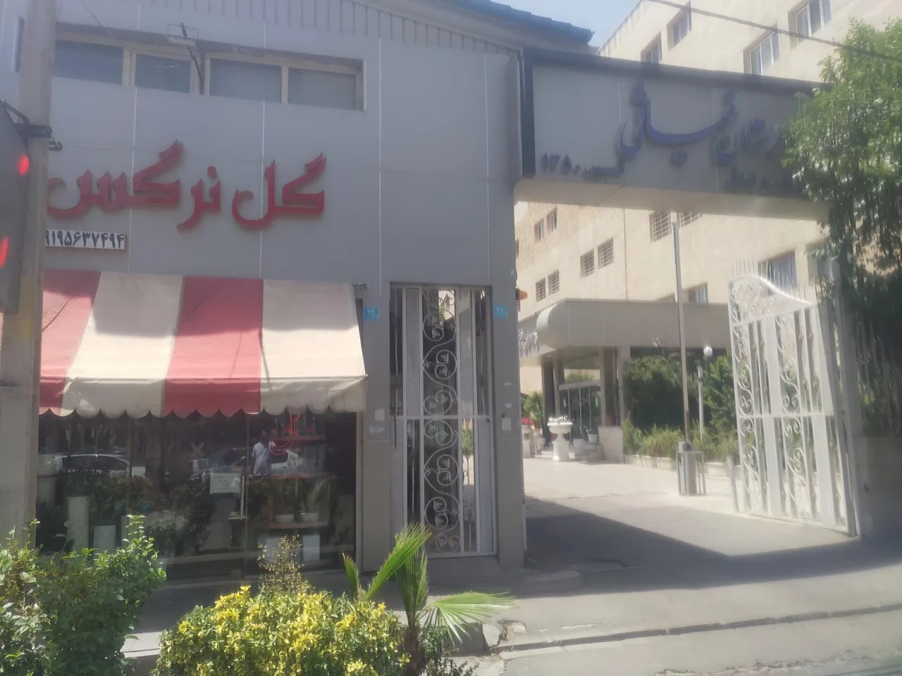 گل نرگس - تصویر 2