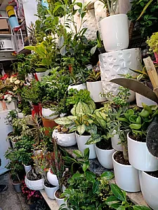گل فروشی گل طلای سبز