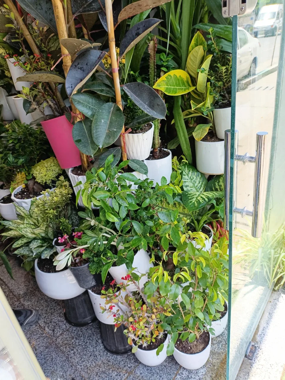 گل فروشی گل طلای سبز - تصویر 3