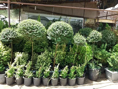 گلفروشی حسینزاده