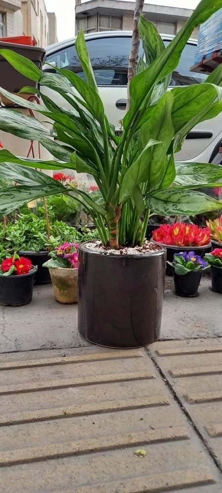 گل فروشی بوژان - تصویر 2