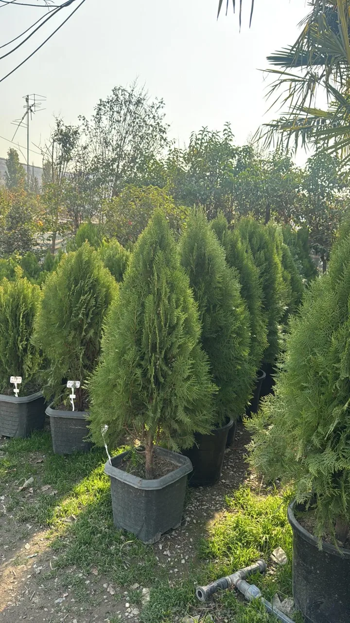 باغ گل ایران رز - گل و گیاهان زینتی در تهران - تصویر 3