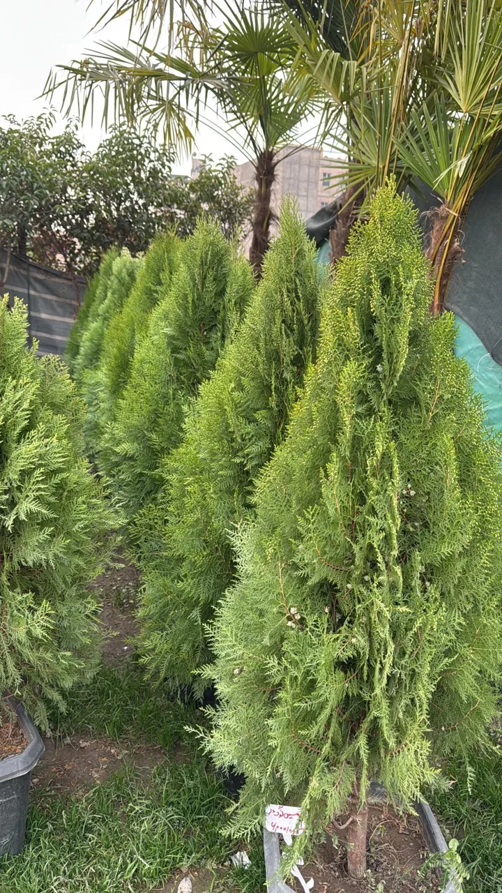 باغ گل ایران رز - گل و گیاهان زینتی در تهران - تصویر 5