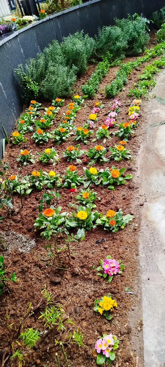 صنعت گل و گیاه کشاری - تصویر 2