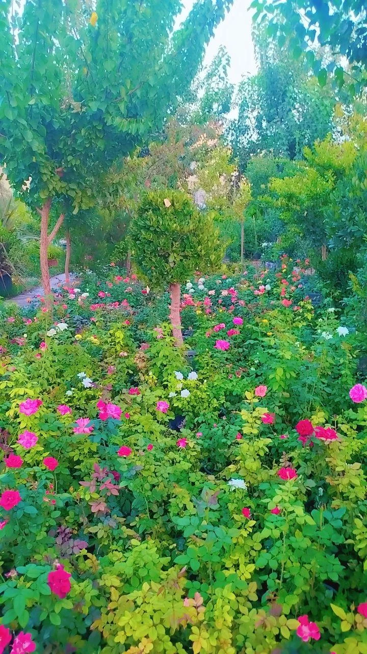 صنعت گل و گیاه کشاری - تصویر 3
