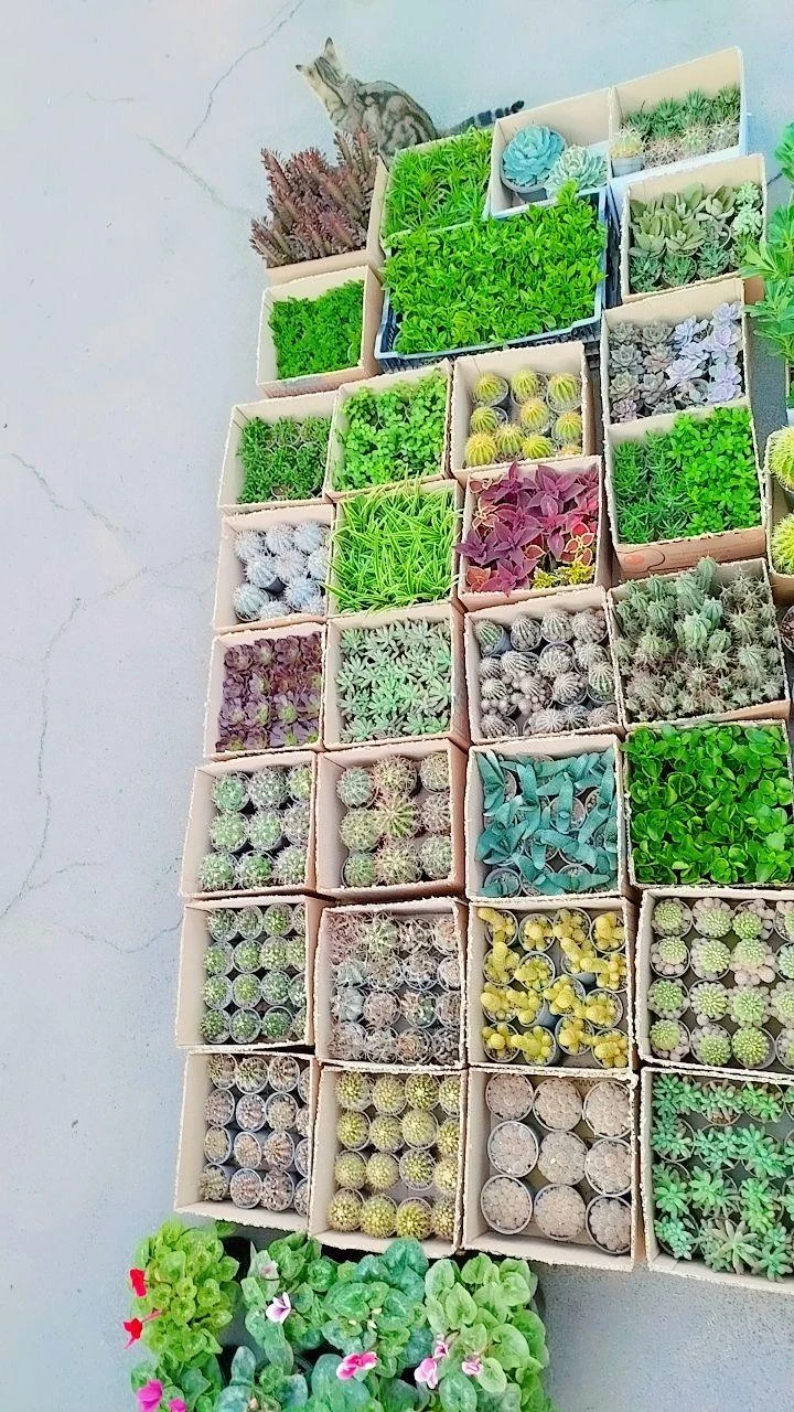 صنعت گل و گیاه کشاری - تصویر 4