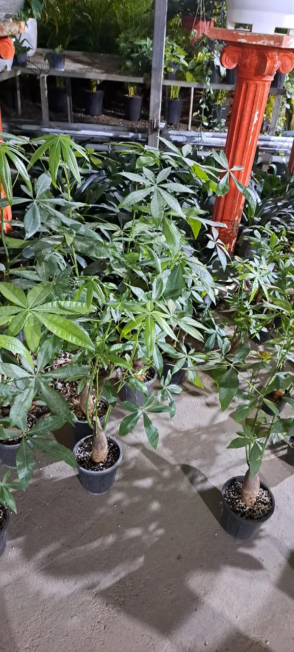 گل خانه پرشین بن سای - گل و گیاهان زینتی در تهران - تصویر 4