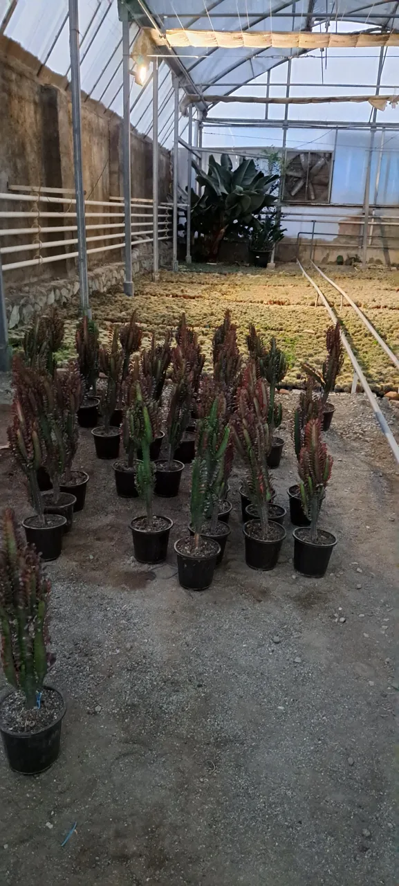 گل خانه پرشین بن سای - گل و گیاهان زینتی در تهران - تصویر 5