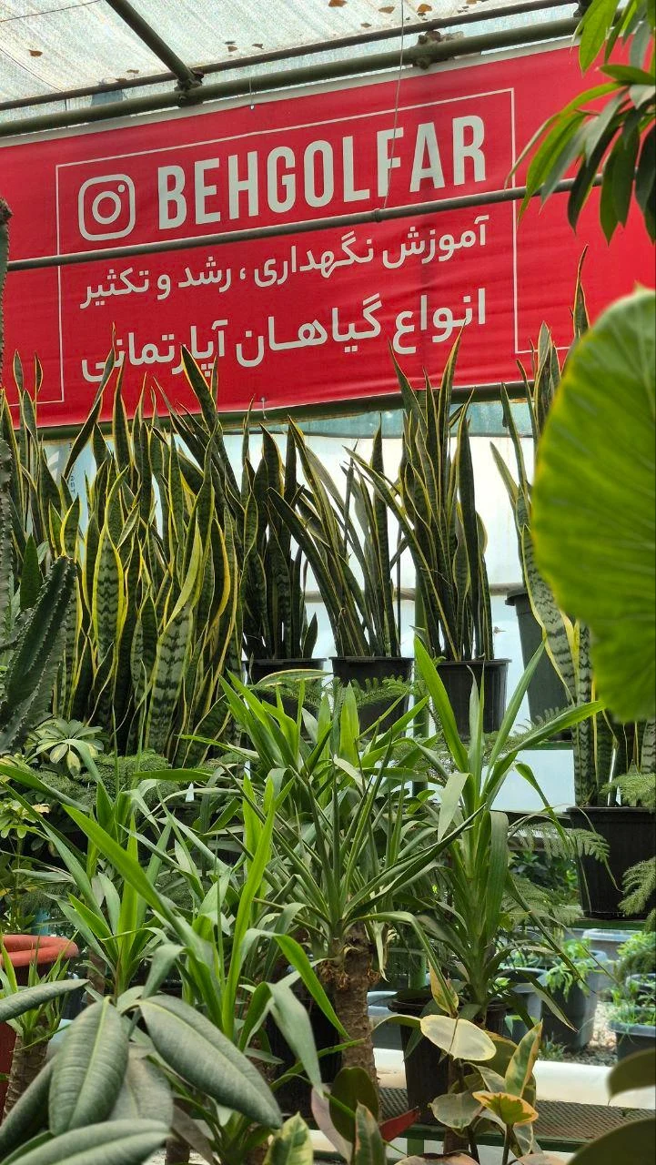 گیاهان آپارتمانی بهگل فر - تصویر 3