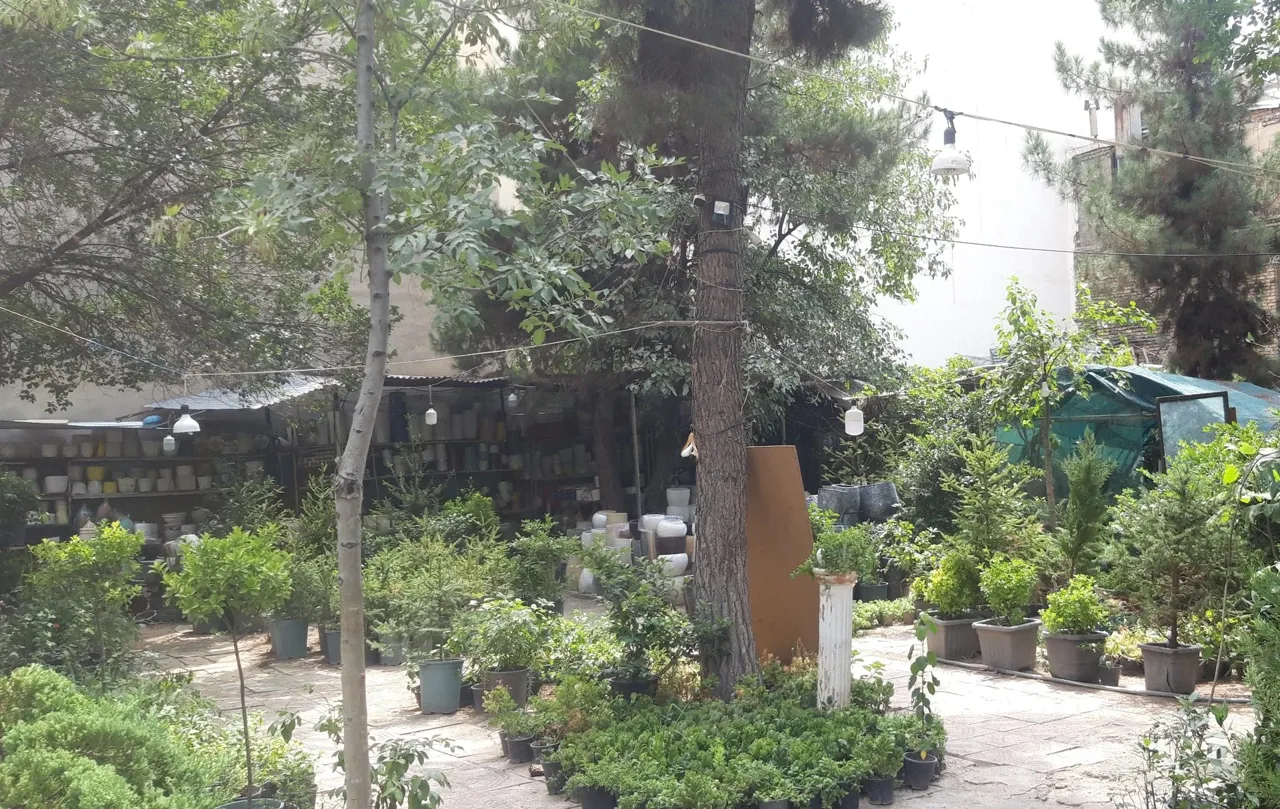 گل و گیاه تهرانپارس - تصویر 4