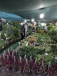 باغ کسری