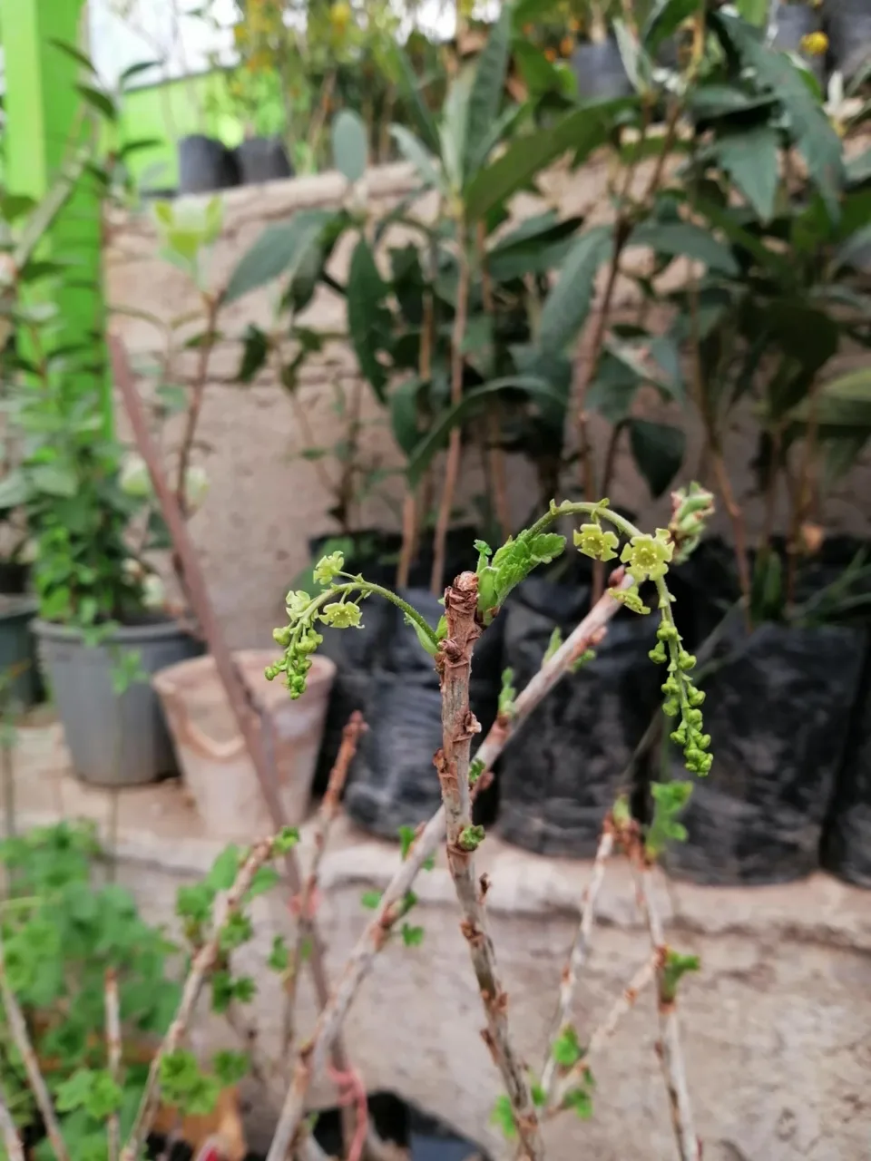 نهالستان آریا نهال - تصویر 2