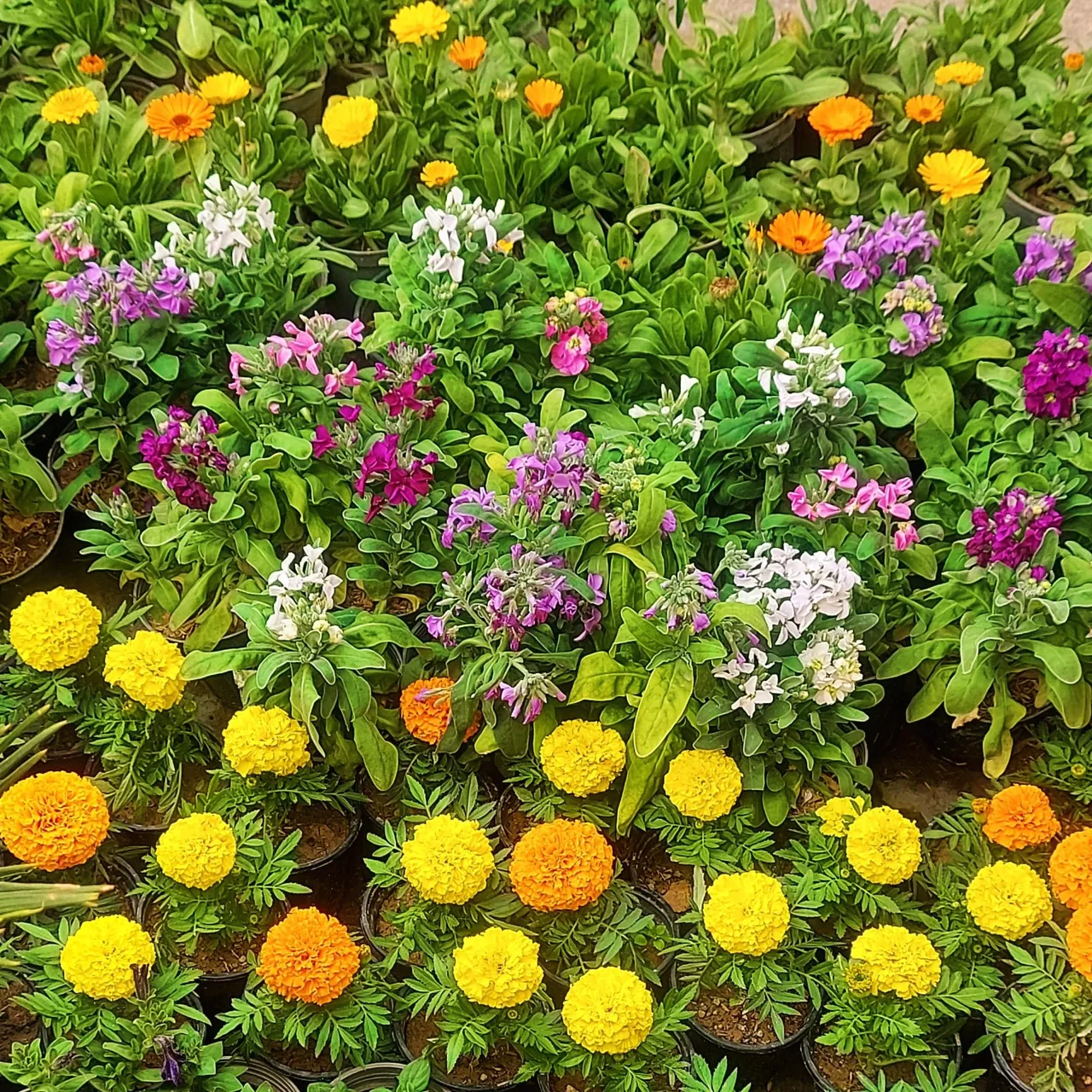 فروشگاه گل و گیاه ناریا - تصویر 4