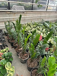 گلخانه گیاهان آپارتمانی آندیس
