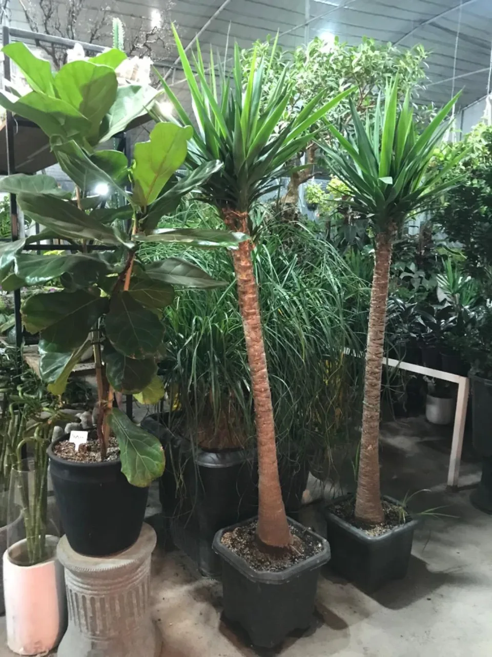 گلخانه برخورداری - تصویر 2