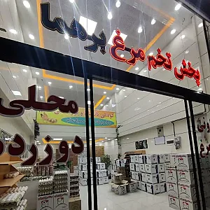 پخش تخم مرغ برهما