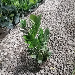 گلخانه رمضانی