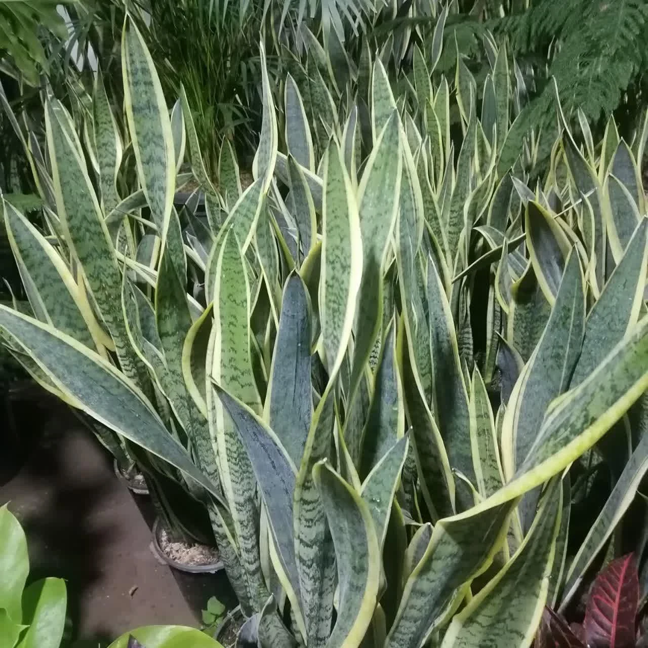 گلخانه رمضانی - تصویر 3
