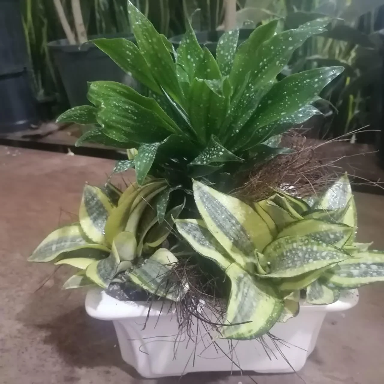 گلخانه رمضانی - تصویر 4